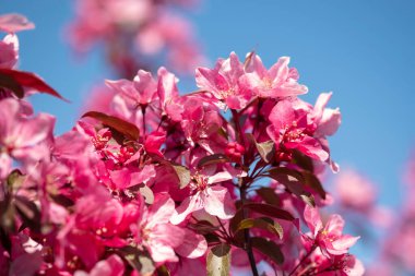 Bulanık arka planda pembe çiçekler. Bahçede mavi gökyüzü, parkta kiraz ağacı açar. Paskalya, bahar ya da yaz çiçeği konsepti için güzel bir zemin. Yaklaş, seçici yumuşak odak
