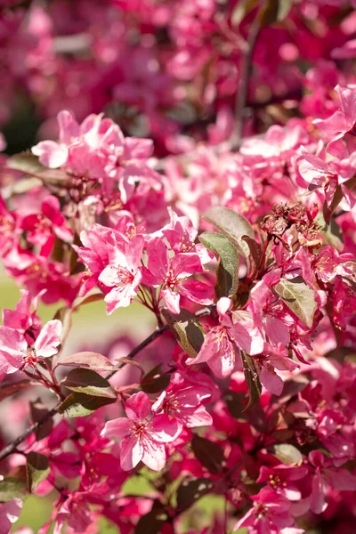Розовые Цветущие Цветы Размытом Фоне Вишня Цветет Солнце Саду Парке — стоковое фото