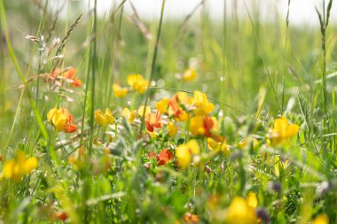Yeşil arka plandaki çayır çiçekleri. Taze ot ve otlarla kaplı sarı yabani yapraklar, yaz ve bahar çiçekli tarlalar veya ormanlar. Güneşli, romantik, sulu bir fon. Seçici yumuşak odak, boşluk