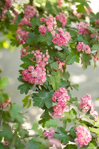 Ramo Albero Fiore Rosa Con Sfondo Sfocato Fioritura Fiori Rosa — Foto Stock