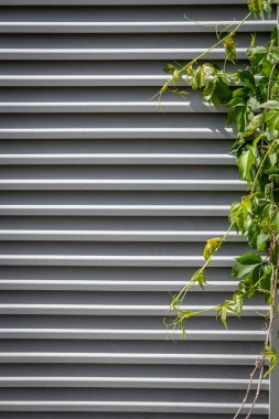 Beyaz taş duvar ve arka planda yeşil yapraklar. Çiçek açan ağaç ya da çalı yaprağı. Yaz arkaplanı. Taze, sulu bitkiler ve beton çitler. Dikey olarak, boşluğu kopyala, kapat