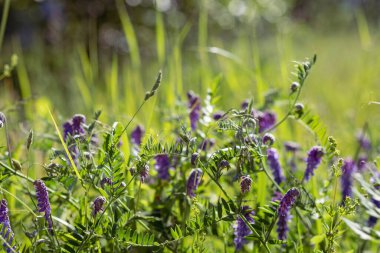 Yeşil arka plandaki çayır çiçekleri. Taze ot ve otlarla bezelye yaprakları, yaz ve bahar çiçekli tarlalar veya ormanlar. Güneşli, romantik, sulu bir fon. Seçici yumuşak odak, boşluk