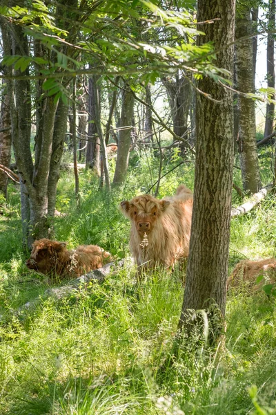 Scottish Highland cattle calfs in meadow forest. Hairy, cute, fluffy, beautiful baby mountain cow in pasture looking for a shadow. Animals chewing grass and resting. Summer season