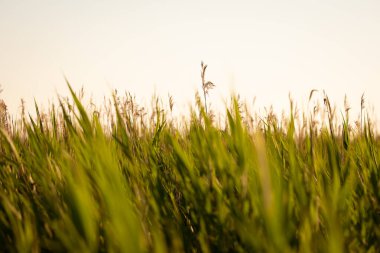Akşam vakti çimenler ve çiçekler bulanık arkaplanlı altın saat. Yaz, bahar ve sonbahar doğa manzaralı arka plan. Gün batımında bir tarlada güzel, doğal pampalar ve sazlıklar. Bulanık