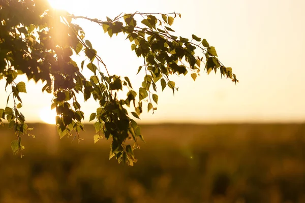 Birch tree branch in sunshine, evening golden hour sunbeam with blurred meadow background. Summer, spring and autumn vountryside nature scenic backdrop. Beautiful, natural field in sunset. Blur