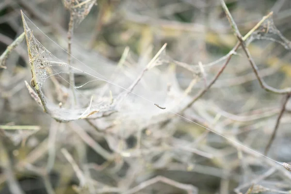 Web Árbol Jardín Orugas Girando Tela Planta Capullo Nido Seda —  Fotos de Stock