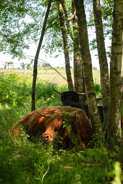 Scottish Highland cattle calfs in meadow forest. Hairy, cute, fluffy, beautiful baby mountain cow in pasture looking for a shadow. Animals chewing grass and resting. Summer season
