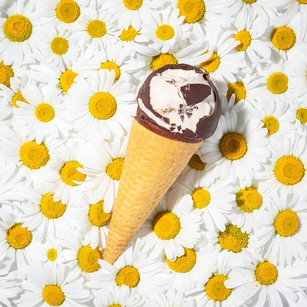 Ice cream cone on white flowers background. Milk chocolate and waffle. Bited dessert on blooming daisy pillow. Creative summer food. Eaten melting vanilla ice cream. Square, close up, copy space