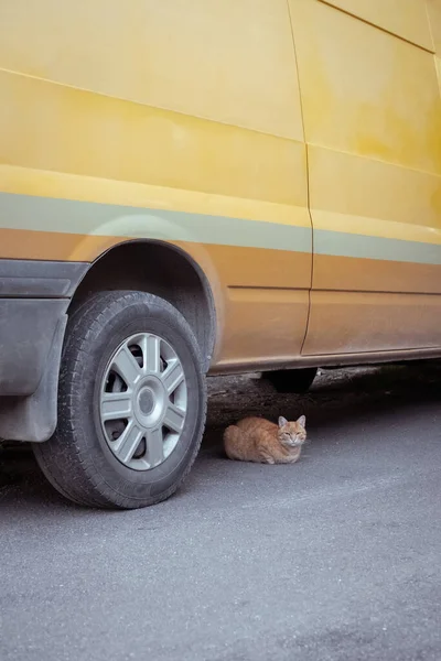 Red Cat Sitting Orange Yellow Minivan Car Stray Kitten Looks — Photo