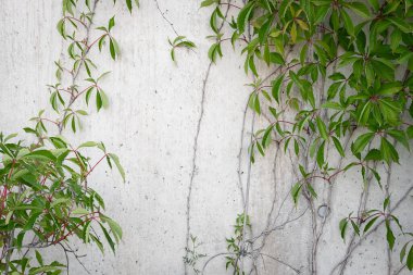 Stone wall with green leaves background. Grey concrete fence with Virginia Creeper green leaves. Climbing plant in the house garden. Natural, ecological, wild, native backdrop. Space for design, blur
