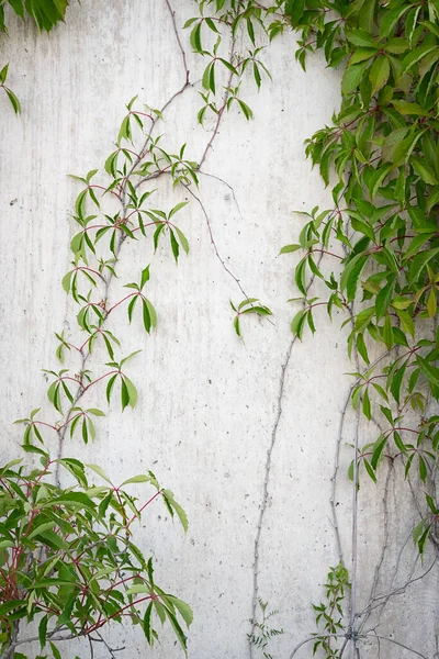 Stone wall with green leaves background. Grey concrete fence with Virginia Creeper green leaves. Climbing plant in the house garden. Natural, ecological, wild, native backdrop. Space for design, blur