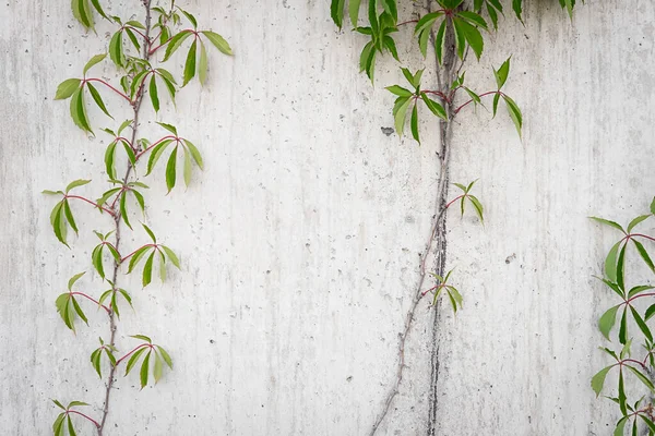 Stone wall with green leaves background. Grey concrete fence with Virginia Creeper green leaves. Climbing plant in the house garden. Natural, ecological, wild, native backdrop. Space for design, blur