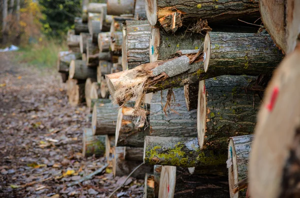 Log pile — Stock Photo, Image