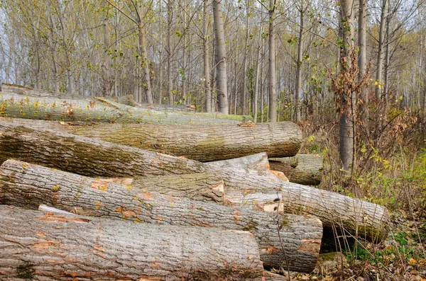 Deforestation Images Libres De Droit Photos De Deforestation Depositphotos