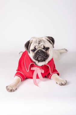 Zarif köpek Giydir