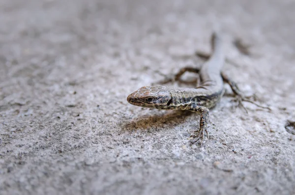 Lézard, plan rapproché — Photo