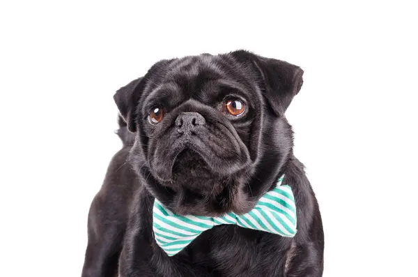 Perro negro con corbata — Foto de Stock