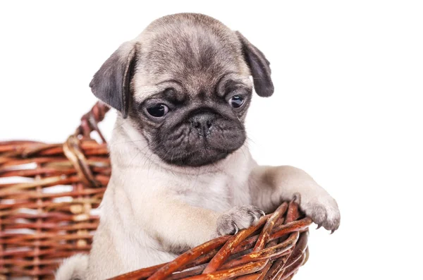 Adorable puppy — Stock Photo, Image