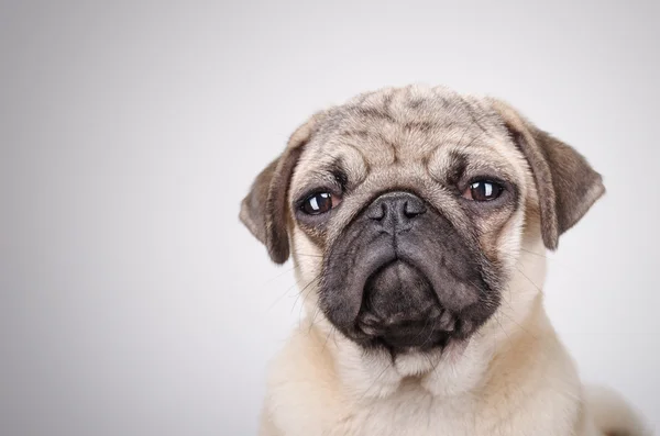 Retrato de Pug — Fotografia de Stock