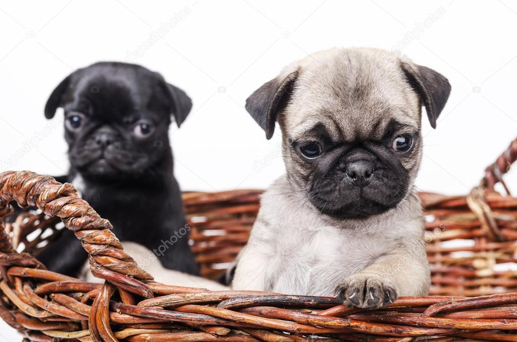 Two pug in the basket.