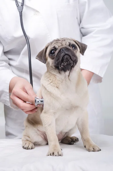 Pug ที่หมอ — ภาพถ่ายสต็อก