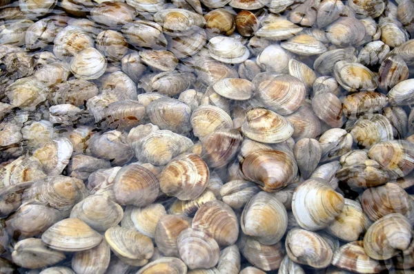 Close up of fresh clams — Stock Photo, Image