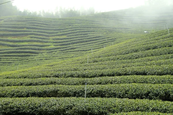 Tea field — Stock Photo, Image