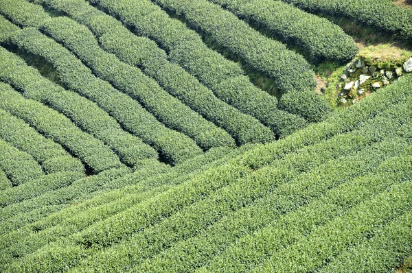 Campo de chá — Fotografia de Stock