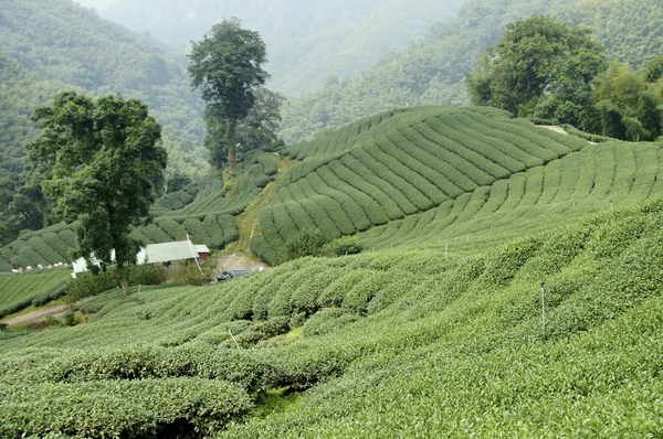 Tea field — Stock Photo, Image