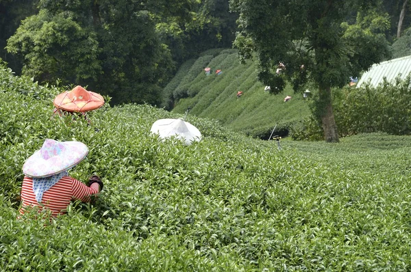 Tea field — Stock Photo, Image
