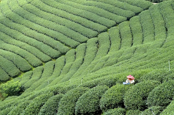 Campo de chá — Fotografia de Stock