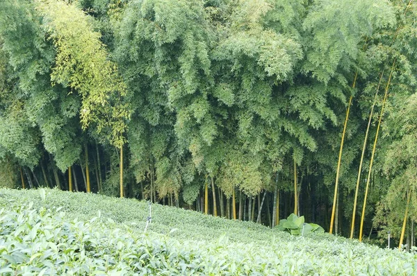 Campo de chá — Fotografia de Stock