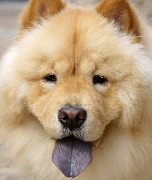 Chow chow hond — Stockfoto