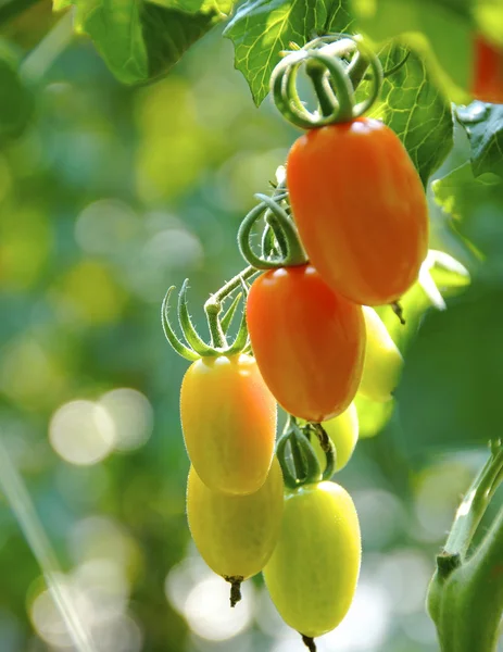 Campo de tomate — Foto de Stock