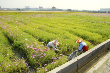Kozmos çiçekleri alan