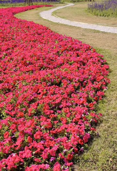 Hermoso lecho de flores petunia y camino curvo — Foto de Stock