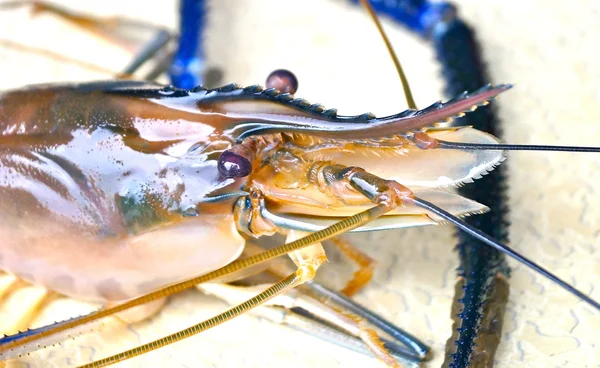 Raw shrimp — Stock Photo, Image