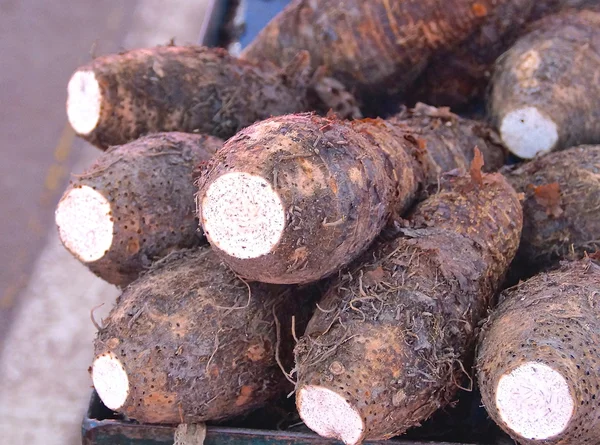 Taro roots — Stock Photo, Image