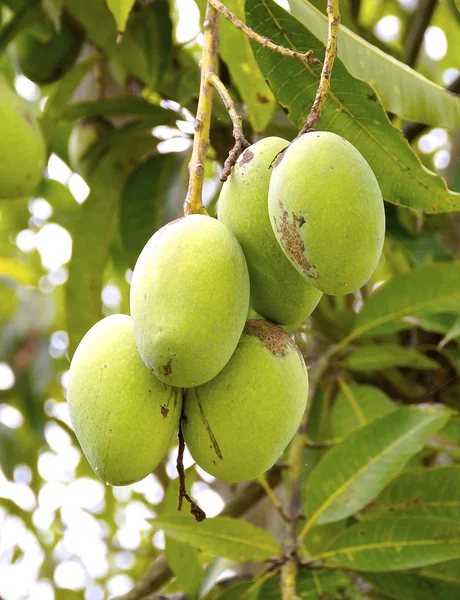 Klynger af grønne mango - Stock-foto