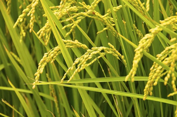 Campos de arroz — Fotografia de Stock