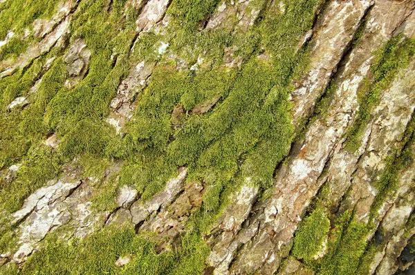 Casca de árvore desgastada — Fotografia de Stock