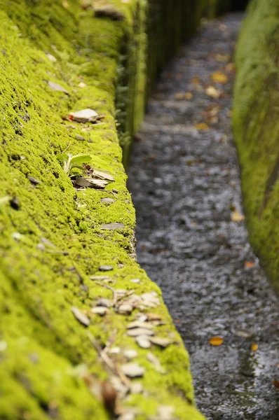 Die asphaltierte Straße mit Moos — Stockfoto