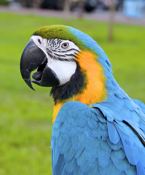 Macaw papegoja — Stockfoto