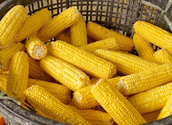 The crops of corn — Stock Photo, Image