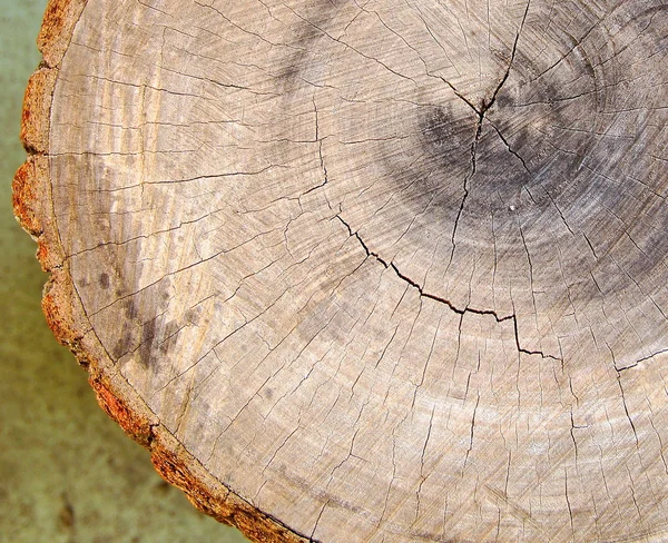 Tree rings