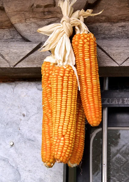 The cluster of corn — Stock Photo, Image