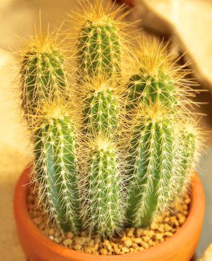 kaktüs görünümü