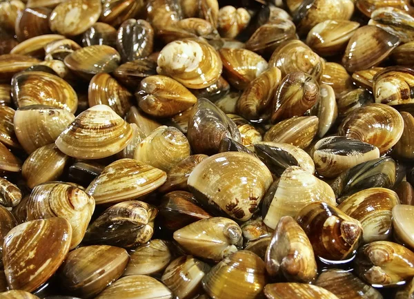 Close up of fresh clams — Stock Photo, Image