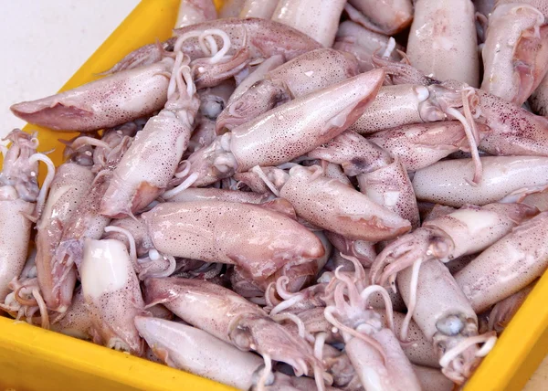 Fresh squid closeup — Stock Photo, Image