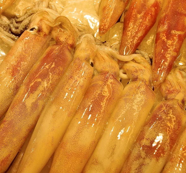 Čerstvé chobotnice closeup — Stock fotografie